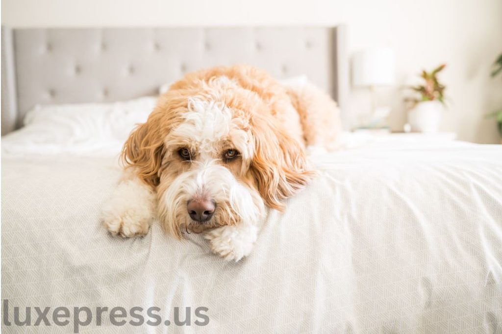 Bernedoodle
