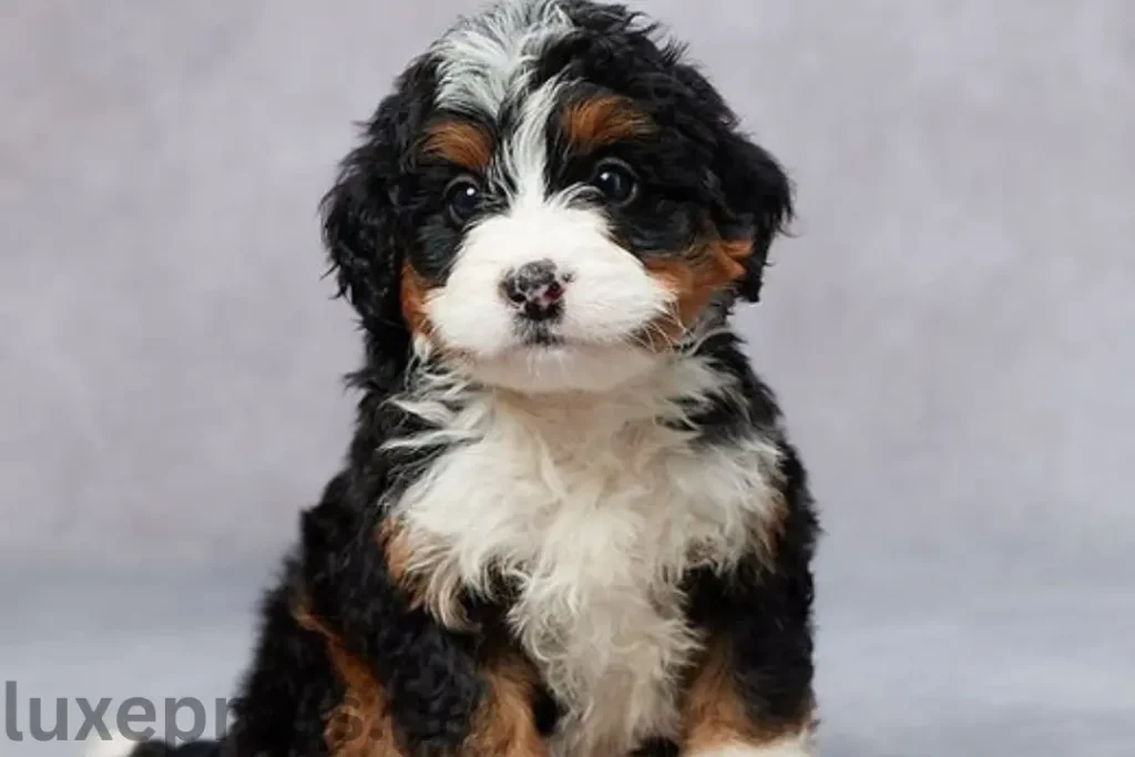 Mini Bernedoodle