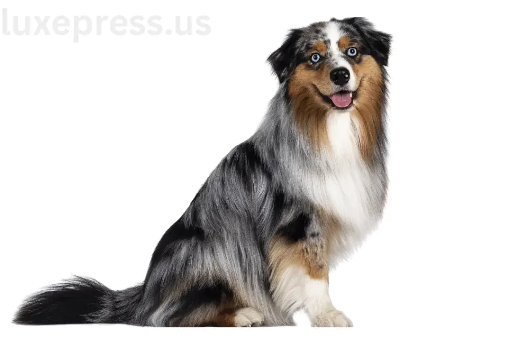 Australian Shepherd Blue Merle: Is This Breed Right For You? 1 Australian Shepherd Blue Merle: Is This Breed Right For You?