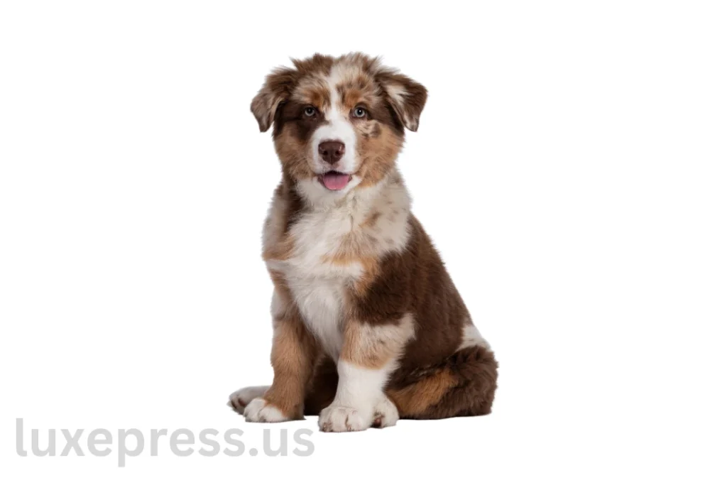 Mini Australian Shepherd: High-Energy Breed Truths Revealed 1 Mini Australian Shepherd