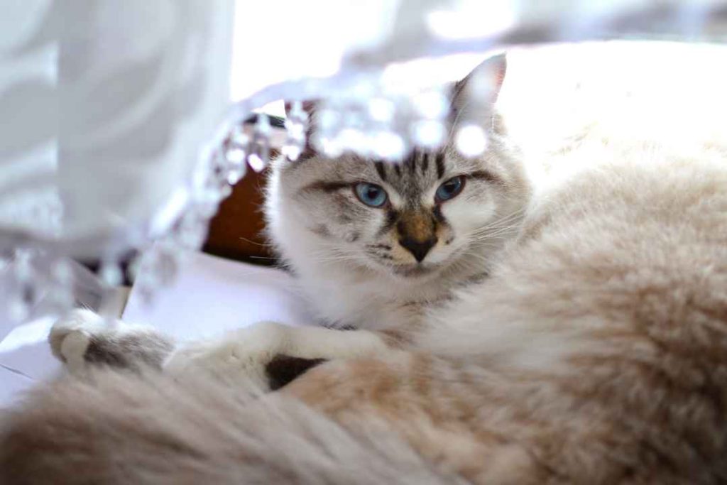 Siberian Cats
