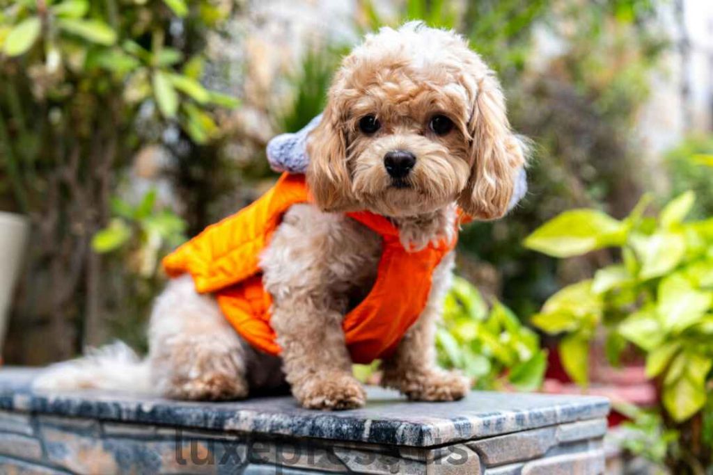 cavapoo full grown: Surprising Growth to 25lbs + Owner Insights 1 cavapoo full grown